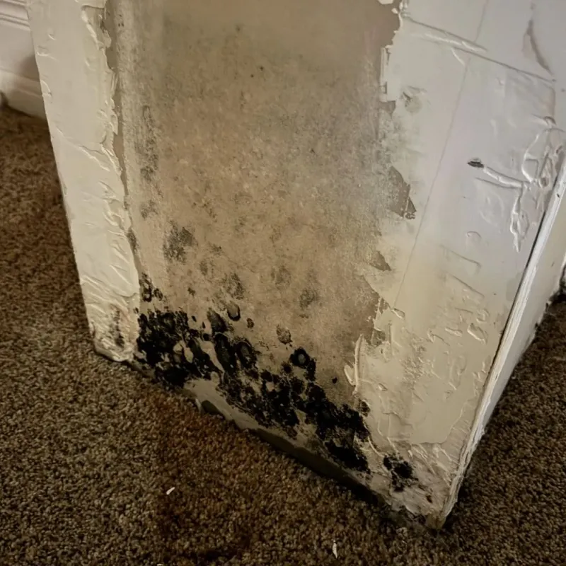 Professional Mold Removal in Brown County, IN